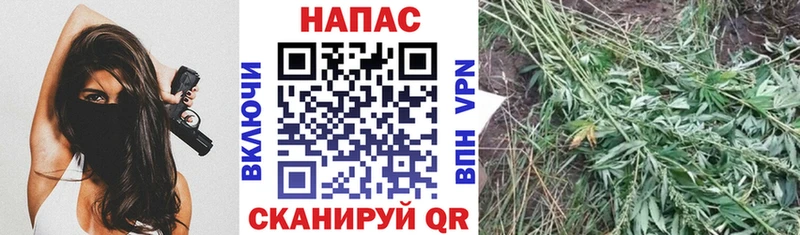 Бошки Шишки марихуана  Тайга 